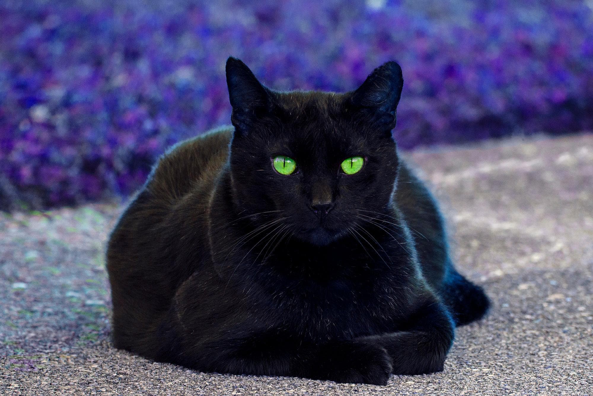 Original Pet