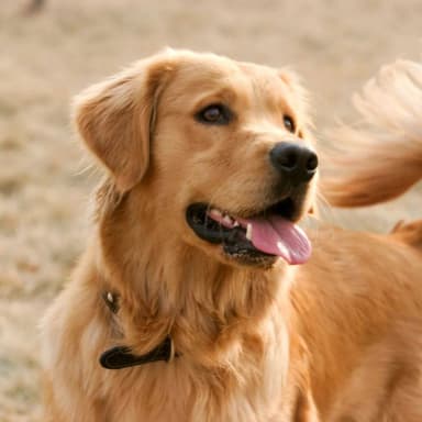 Original Dog