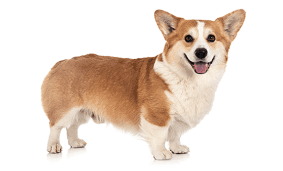 Original Pet