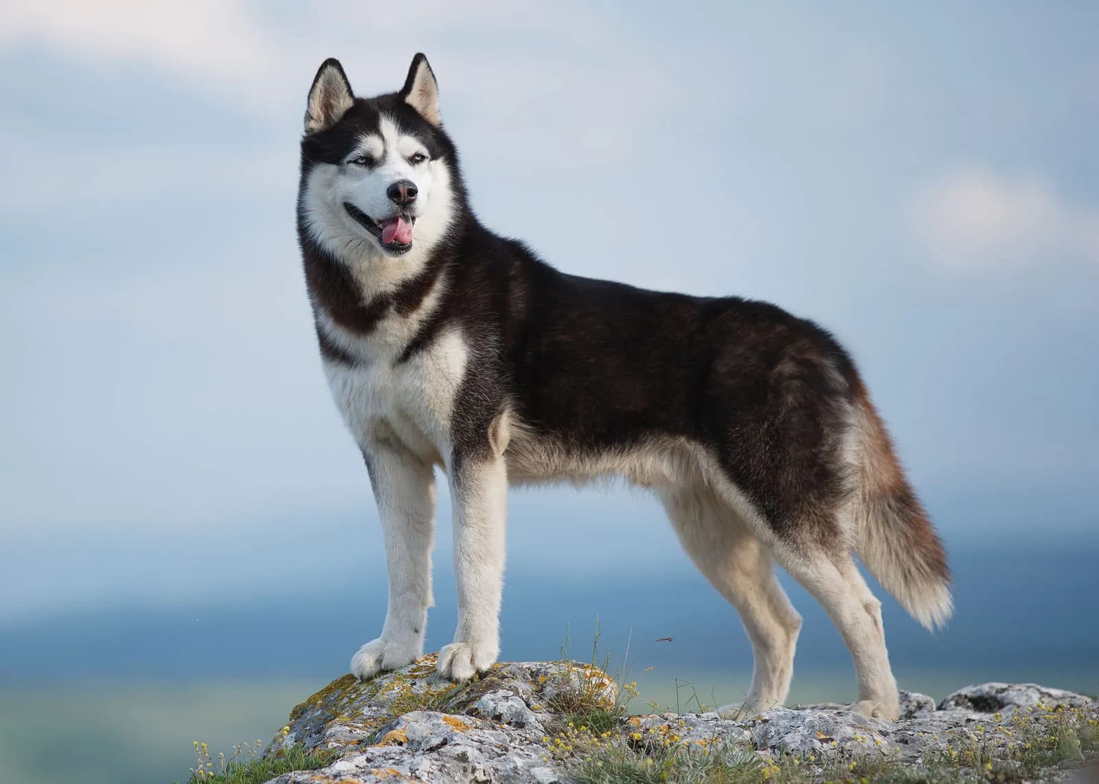 Original Pet