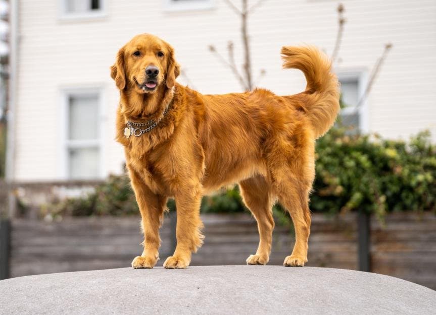 Original Pet